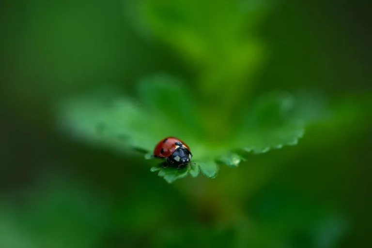 Signification de la coccinelle : pourquoi « bête à bon Dieu » ?