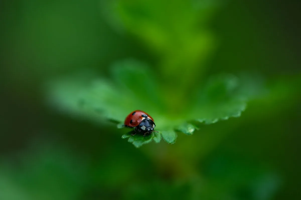 Coccinelle à sept points posée sur une feuille verte