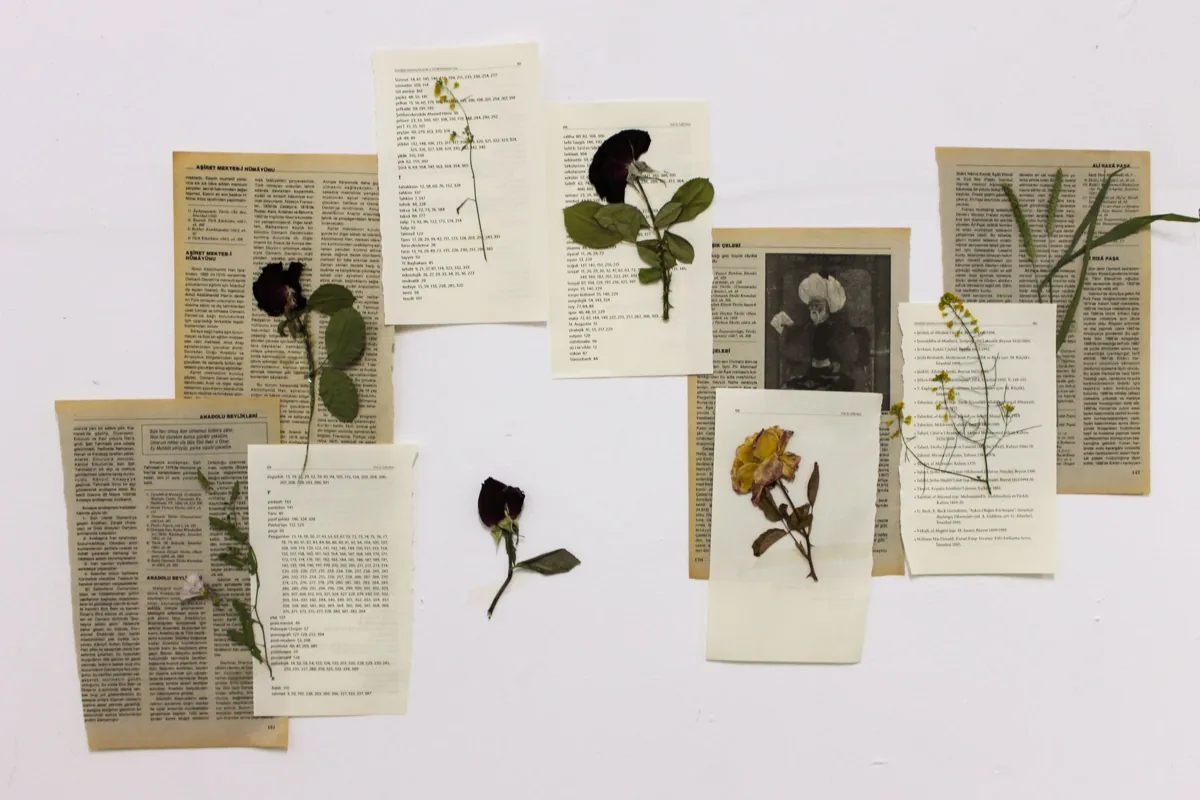 Fleurs séchées disposées sur des pages de livre ancien