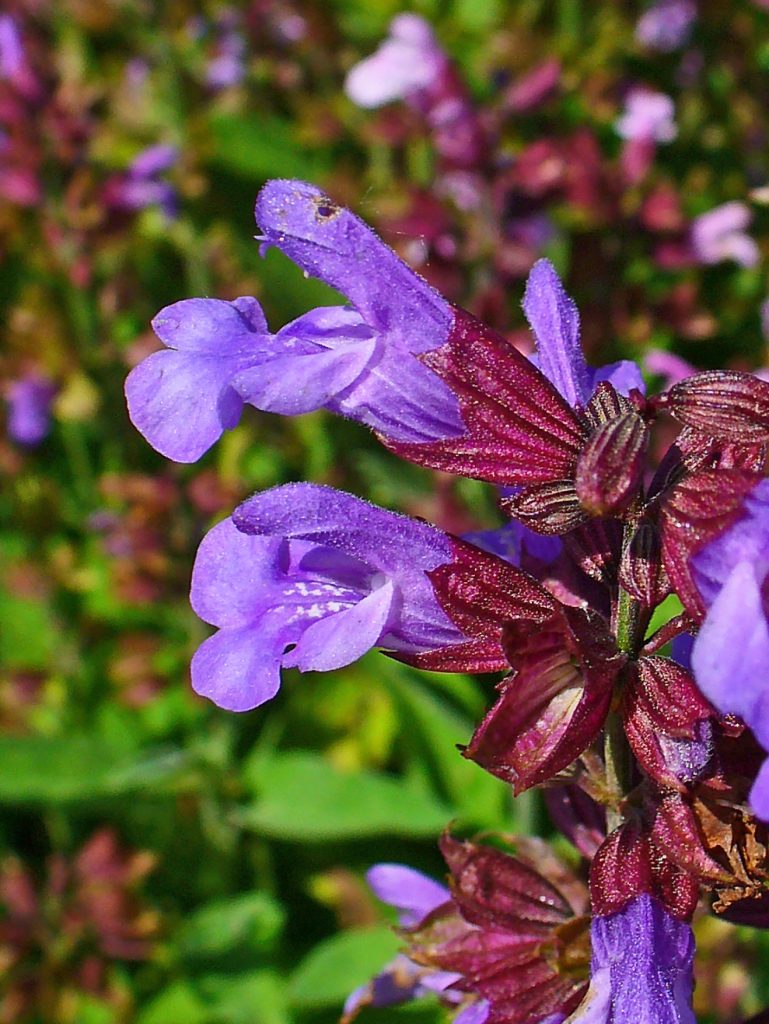 Plant de salvia à tailler pour prolonger la floraison