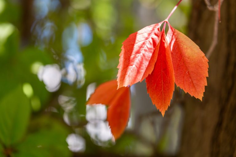 Choisir des Liquidambars pour un Automne Éclatant
