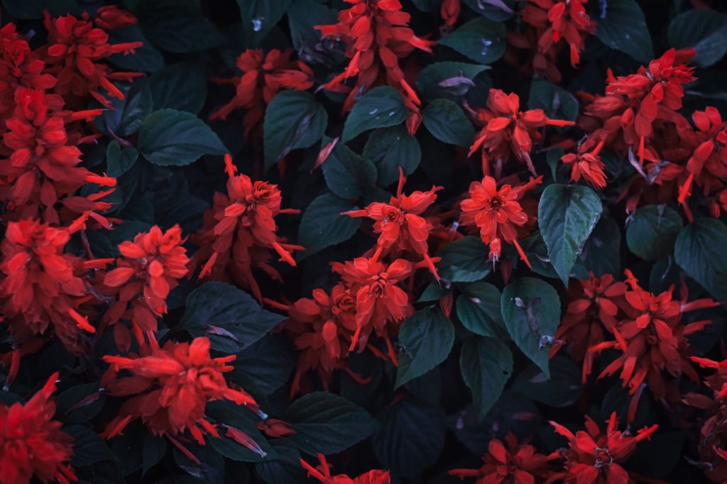 Comment tailler la salvia pour qu’elle fleurisse plus longtemps ?