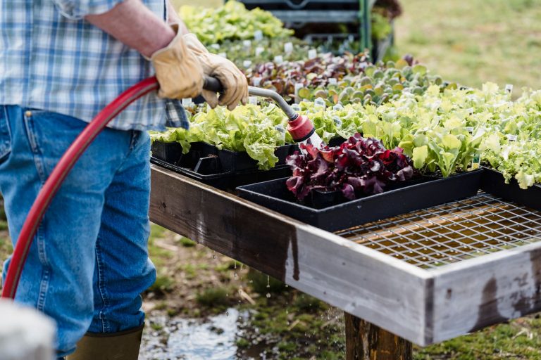 Crises alimentaires : comment votre potager peut alléger vos dépenses