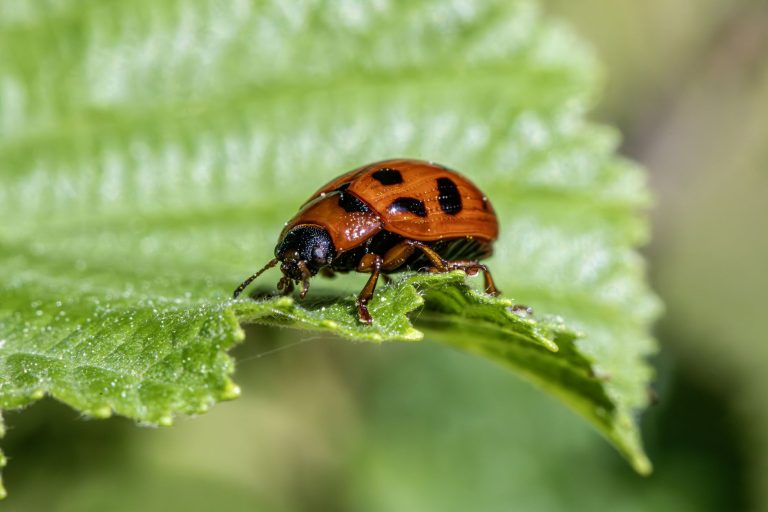 Comment protéger son jardin des nuisibles à l&rsquo;approche de l&rsquo;automne ?