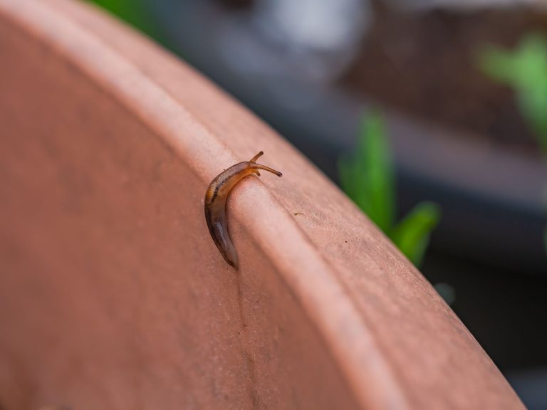 Comment prévenir les invasions de limaces dans votre jardin ?