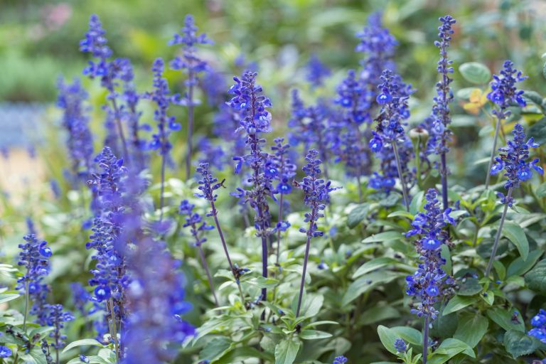 Comment revitaliser votre salvia avant l&rsquo;hiver ?
