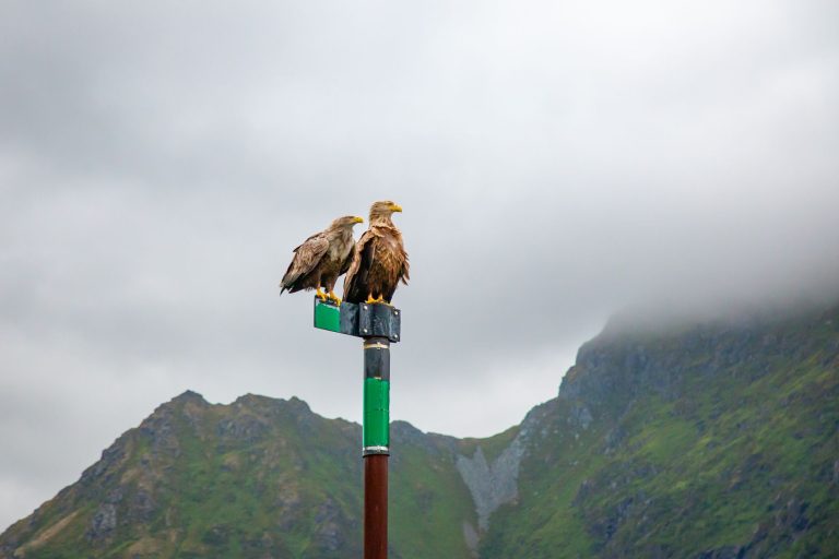 Interdiction de chasse pour le grand tétras et le lagopède alpin en France