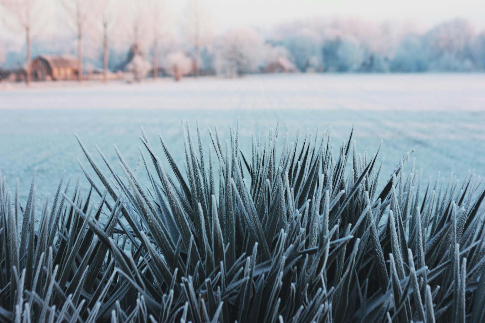 Votre pelouse prête pour l'hiver : le geste à ne pas manquer