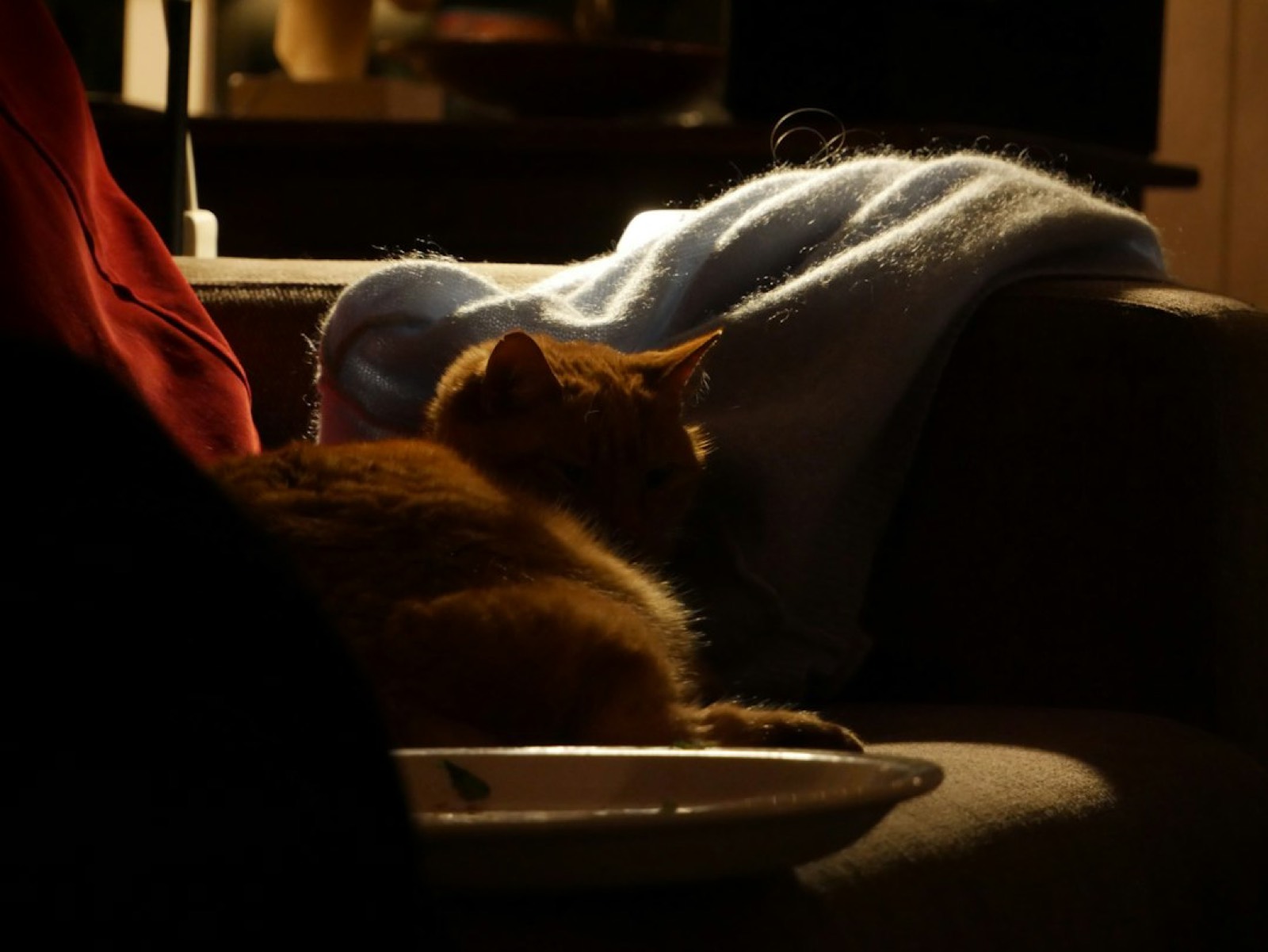 Chat lové sur les genoux de son propriétaire, en train de ronronner