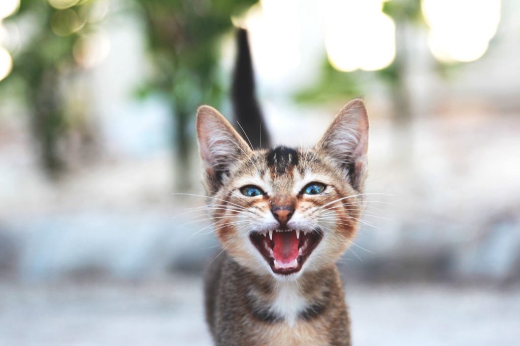 Pourquoi un chaton miaule : ce que chaque appel veut dire