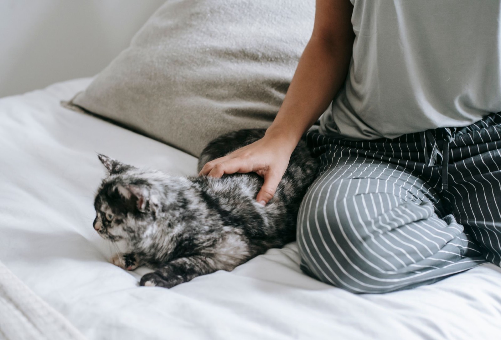 Propriétaire caressant son chaton qui miaule