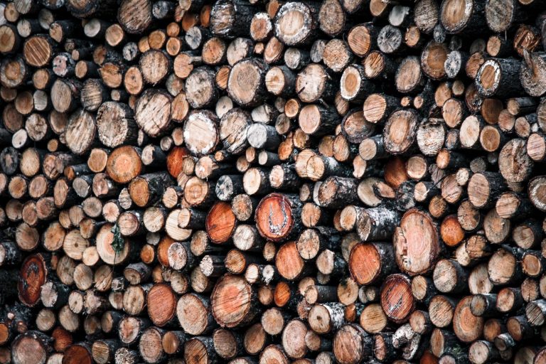 Ramasser du bois en forêt : une économie risquée ?