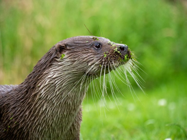 Le retour inattendu de la loutre d’Europe près de Dijon