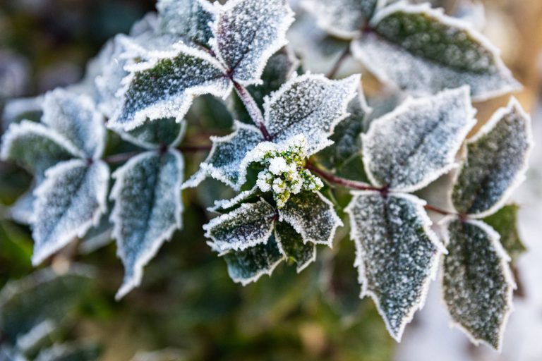 Les gelées surprises de l&rsquo;automne : comment protéger votre jardin à Dijon ?