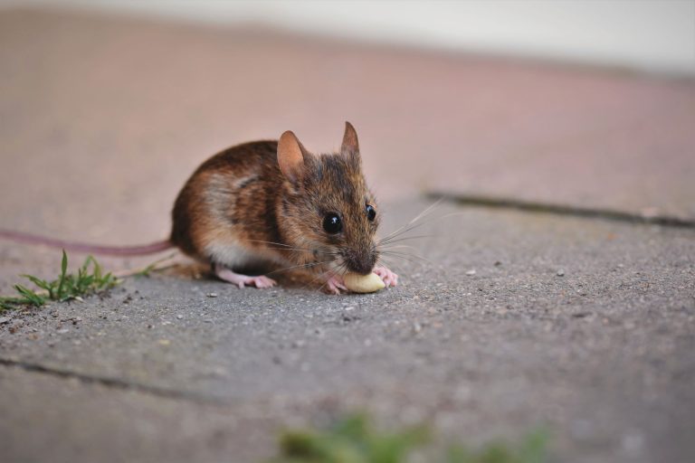 Les souris s&rsquo;invitent chez vous ? Adoptez ces stratégies pour les en empêcher cet automne !
